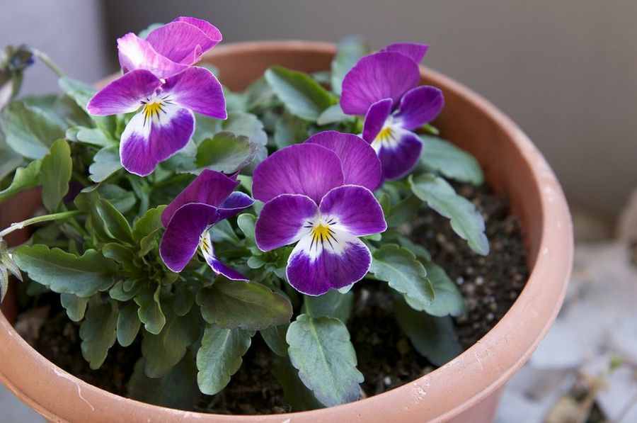 Viola × wittrockiana