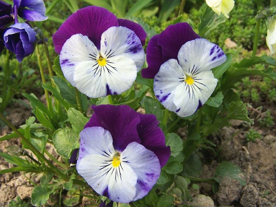 Viola × wittrockiana