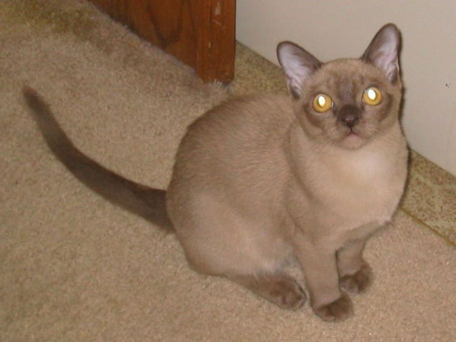 Gato Burmés