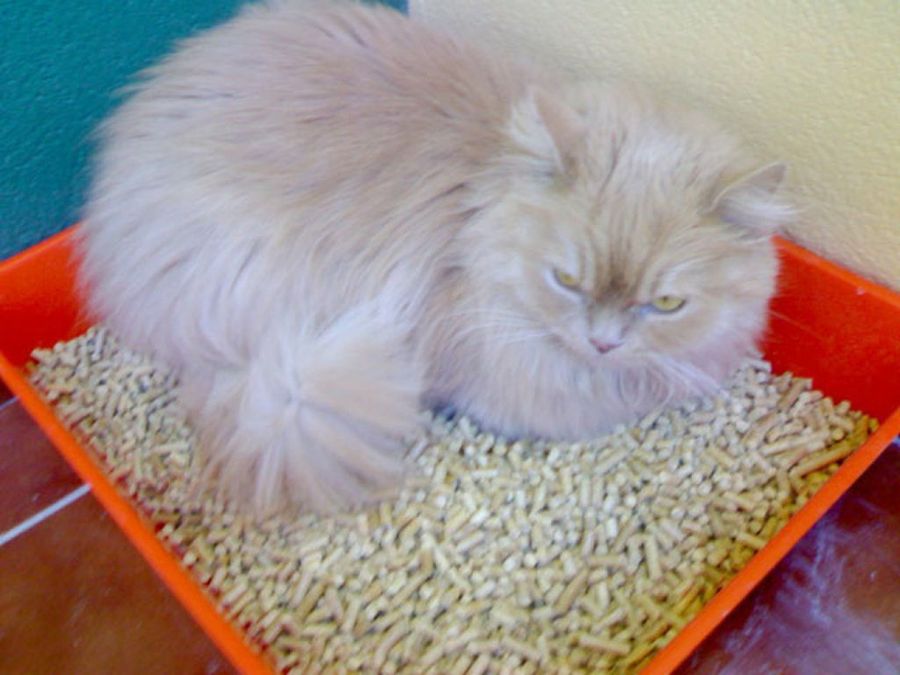 gato en la bandeja sanitaria