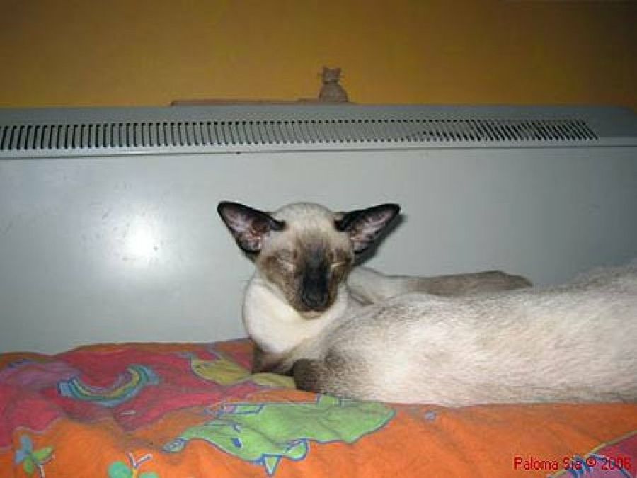 gato junto al radiador