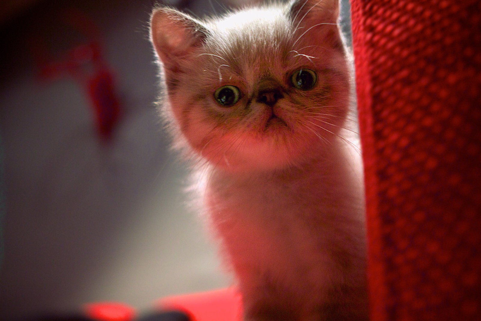cachorro gato exótico