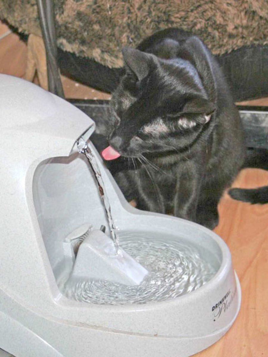 gato bebiendo en la fuente