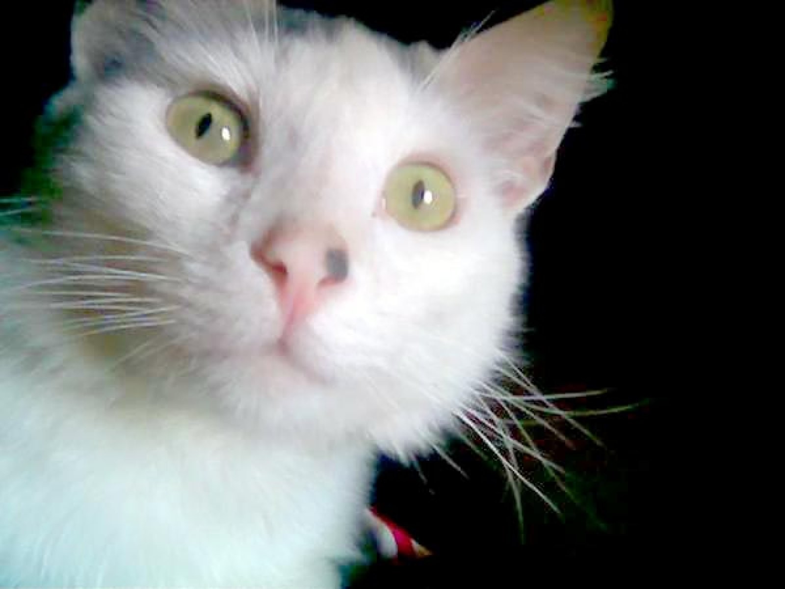 gato blanco