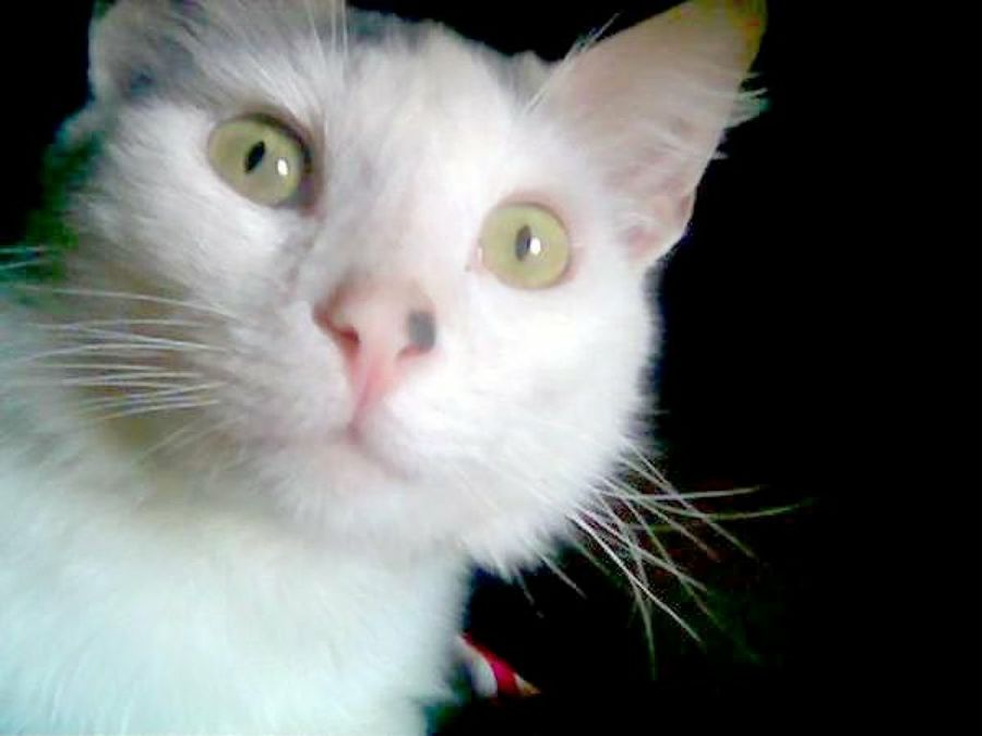 gato blanco
