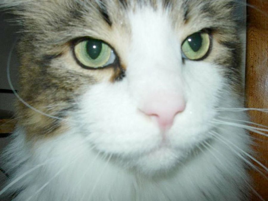 gato-mapache ojos verdes