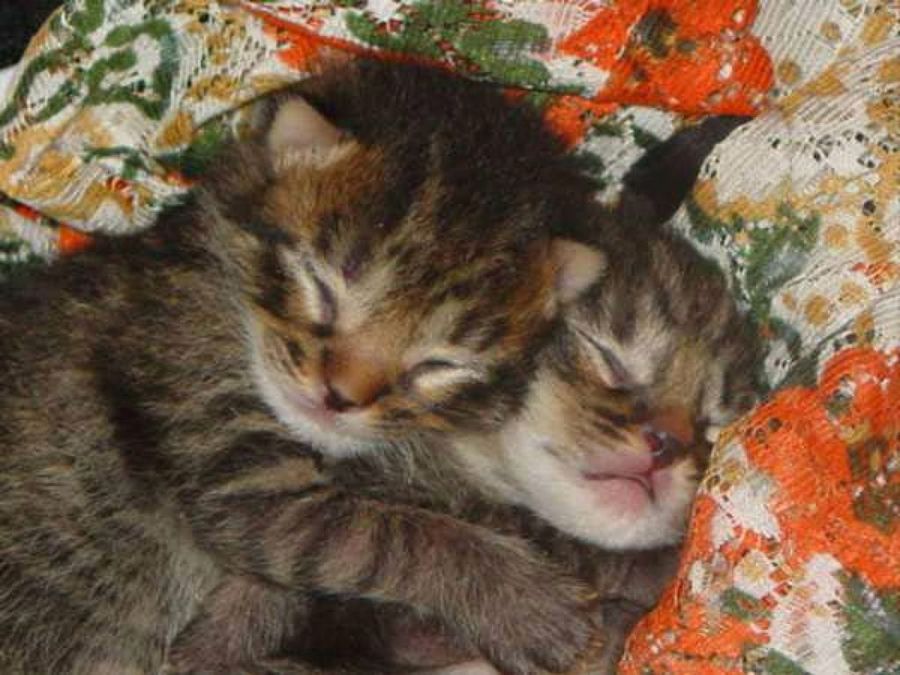 instinto maternal gata&cría