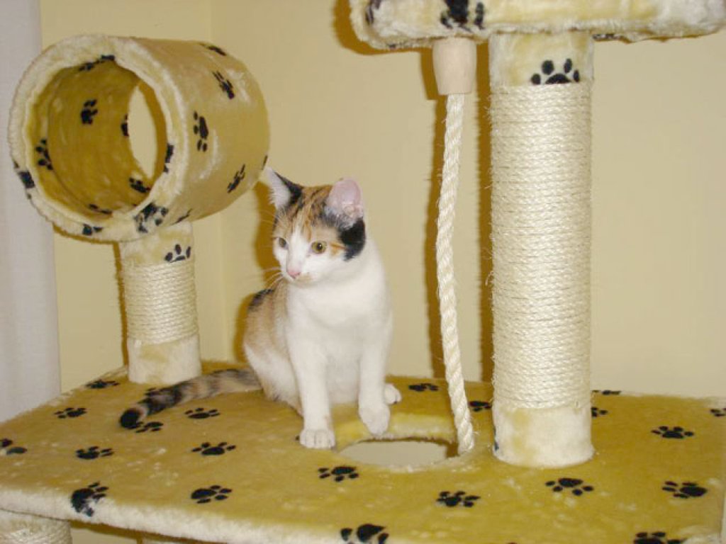 Mi Gato Gotea Agua Por La Boca El comportamiento de los gatos | Mascotas