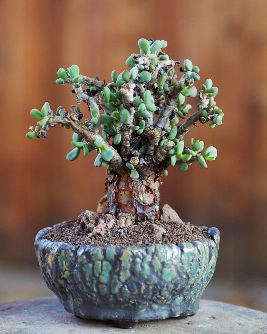 Cactus bonsáis Plantas