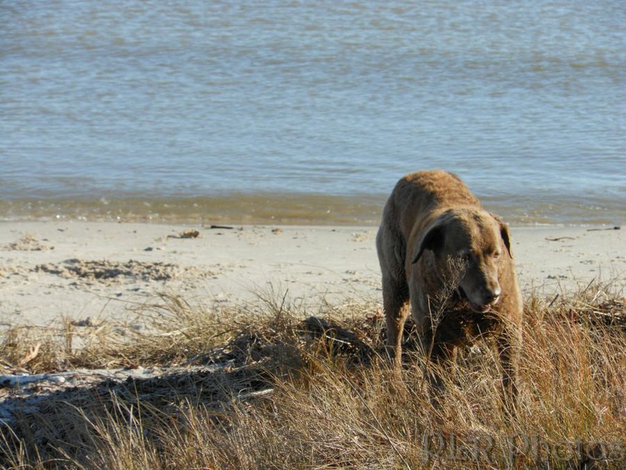retriever de chesapeake