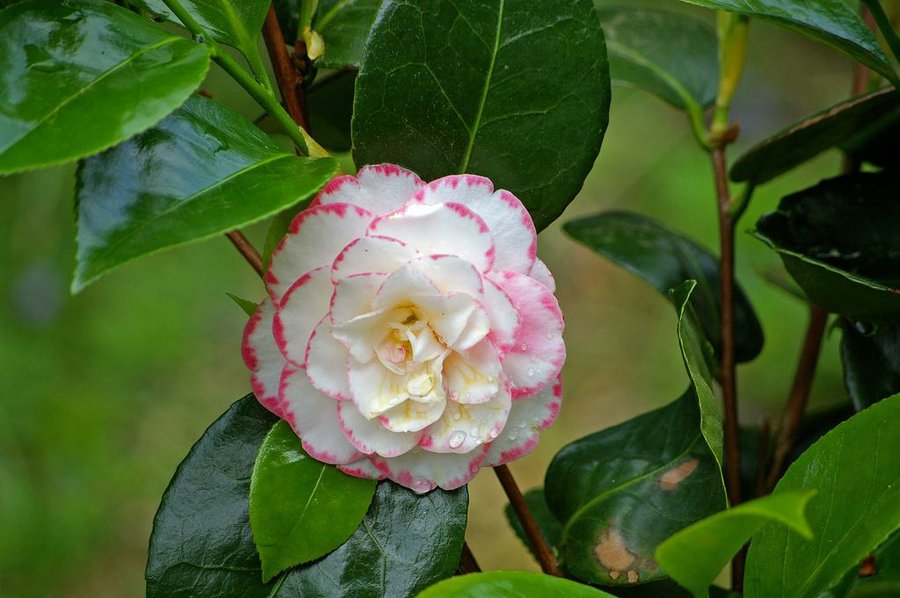 Quieres cultivar preciosas camelias en macetas? | Plantas