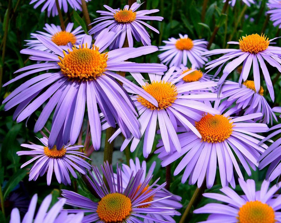 aster 