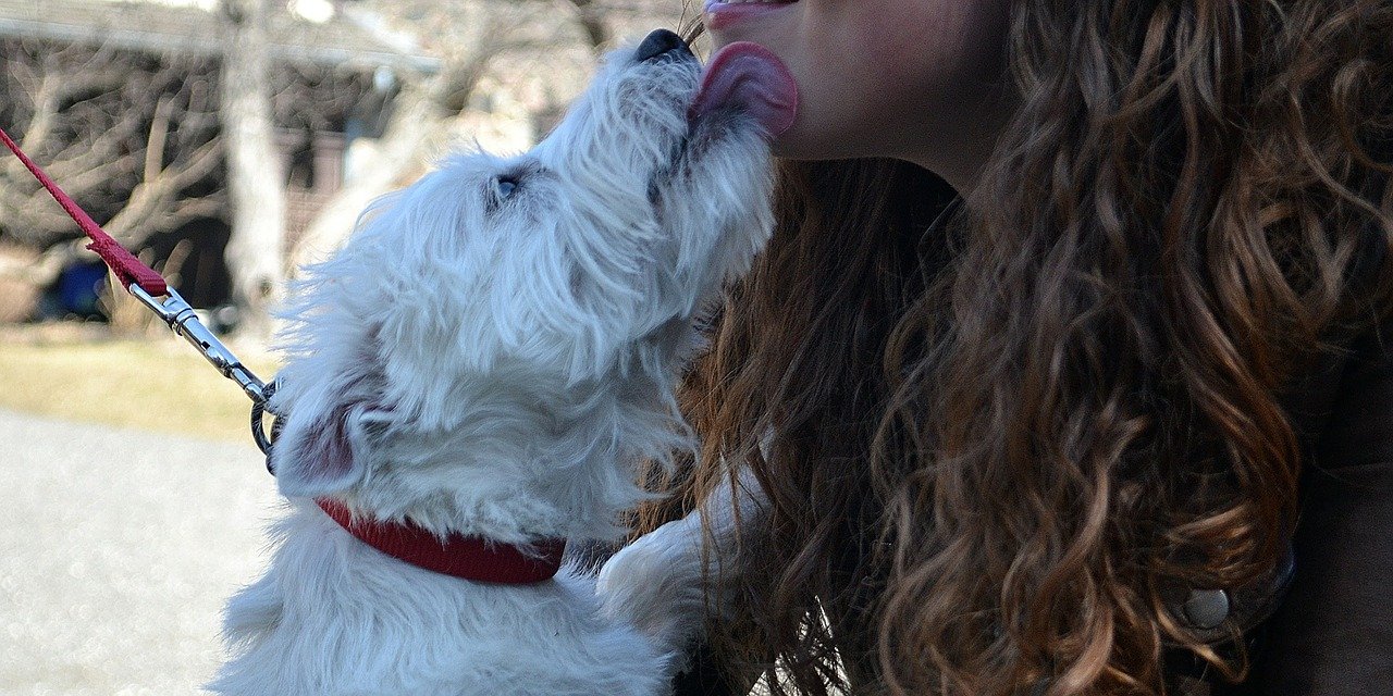 Por qué lamen los perros: 5 significados reales