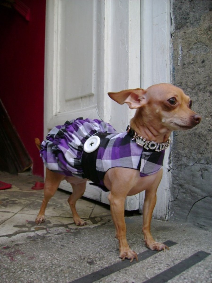 Humano patata Plaga Ropa para perros | Mascotas