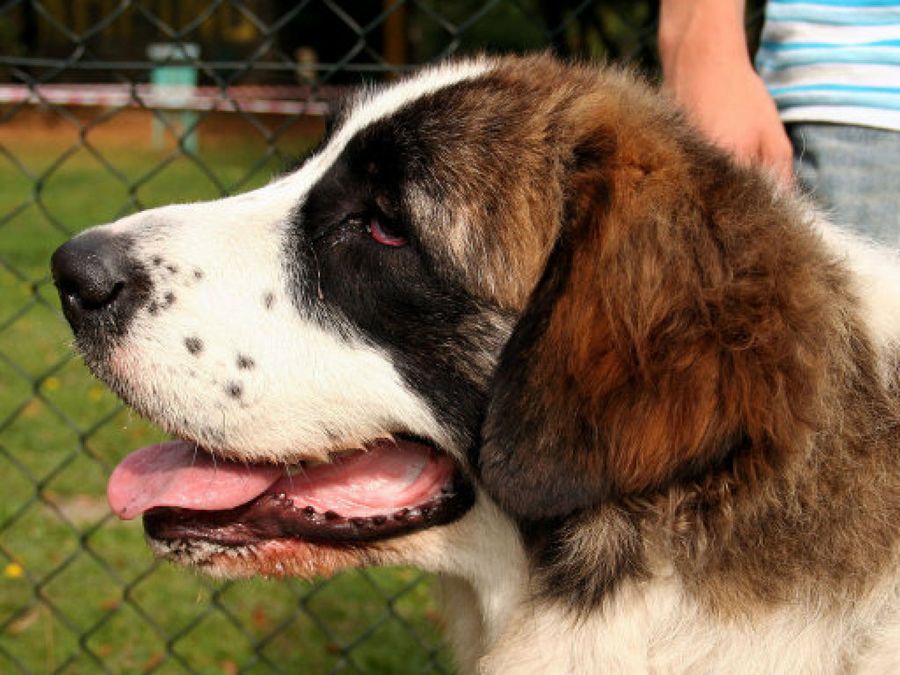 mastin de lso pirineos