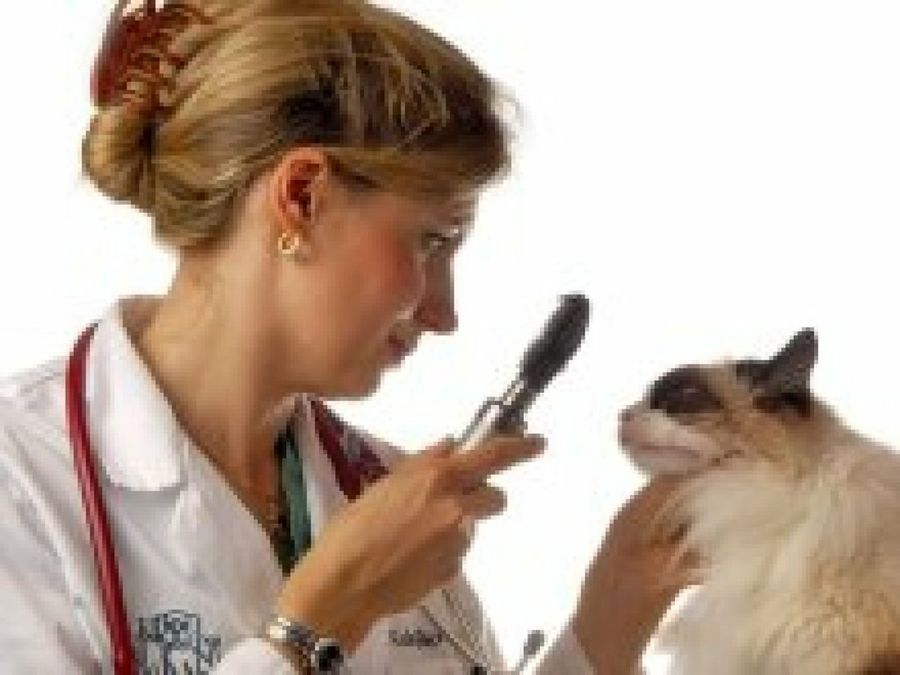 veterinario gato
