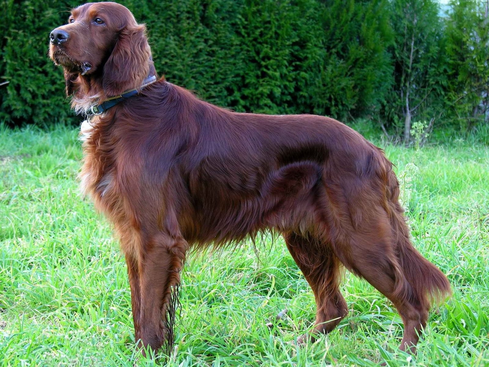 Setter