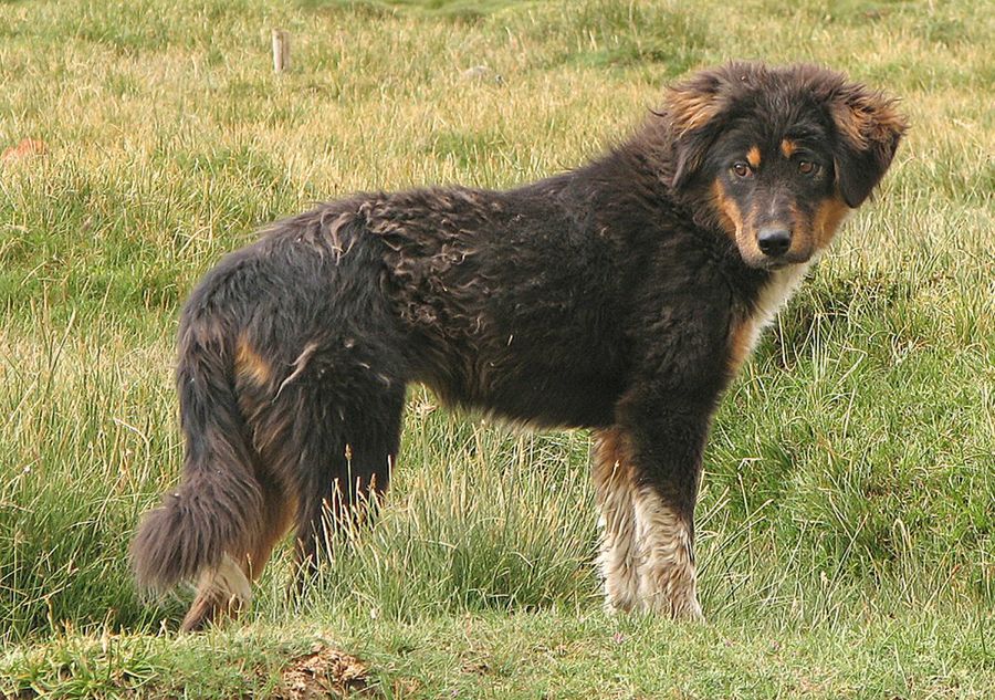 mastín tibetano