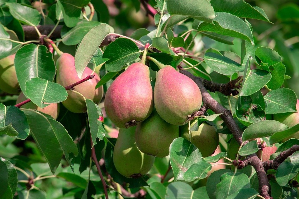 5 árboles que puedes plantar a partir de las semillas de su fruta