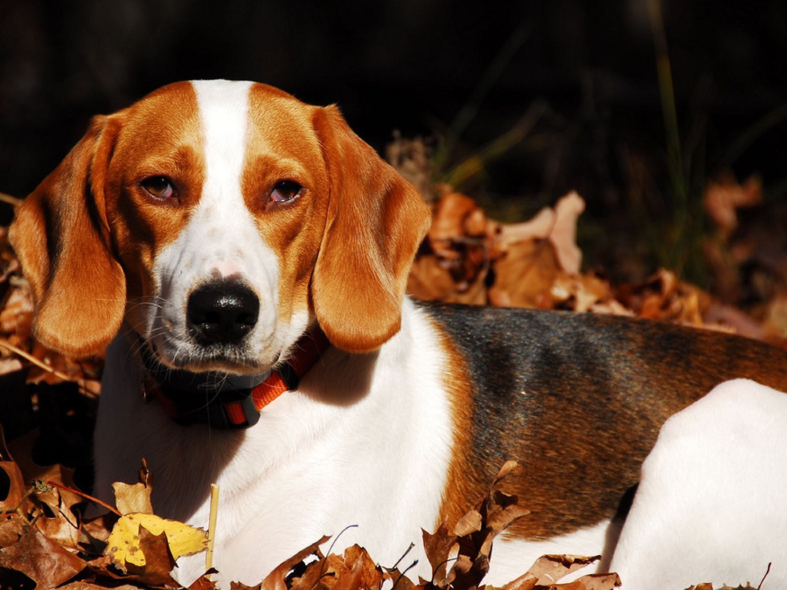 Foxhound 4