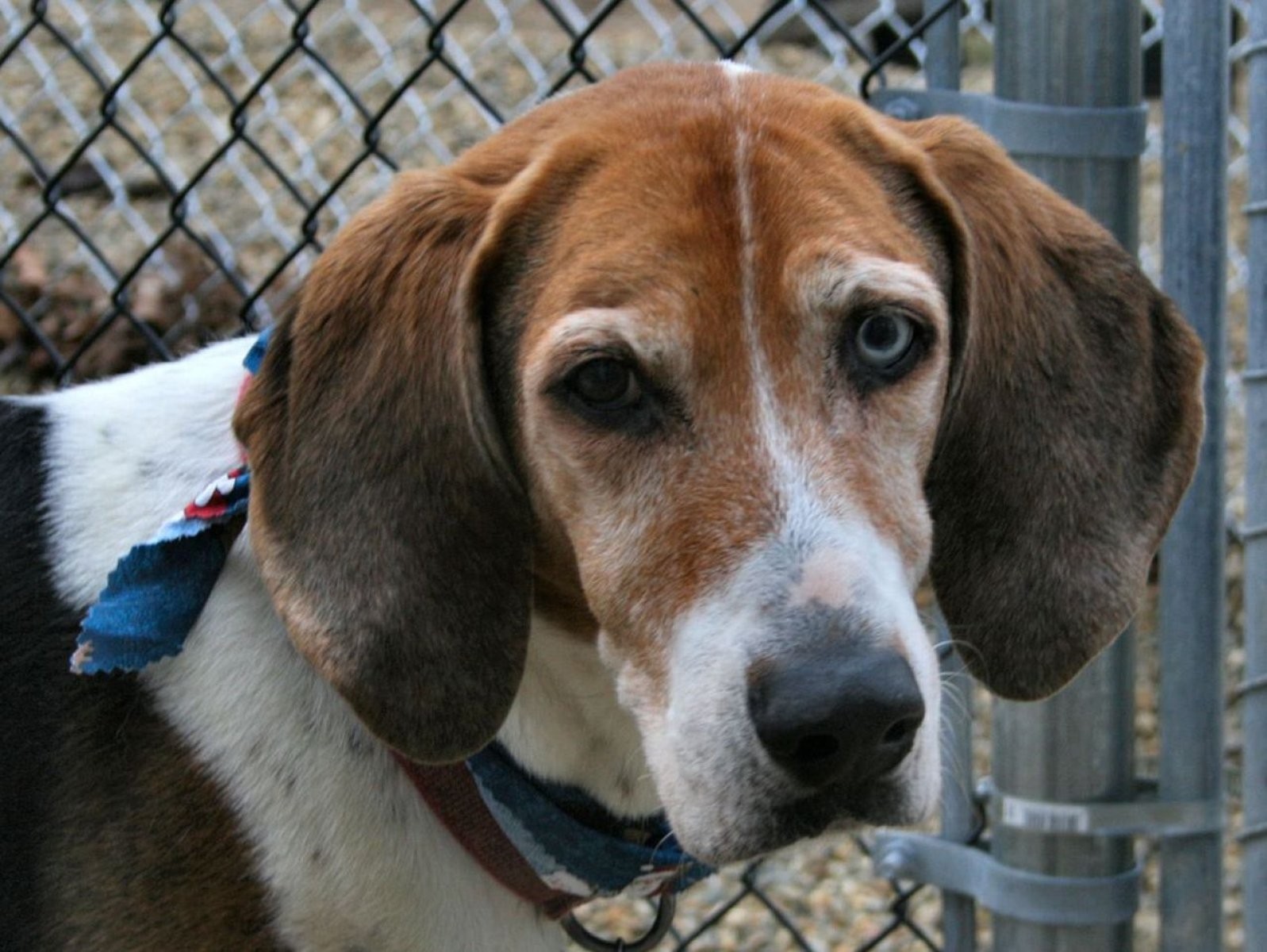 Foxhound 5
