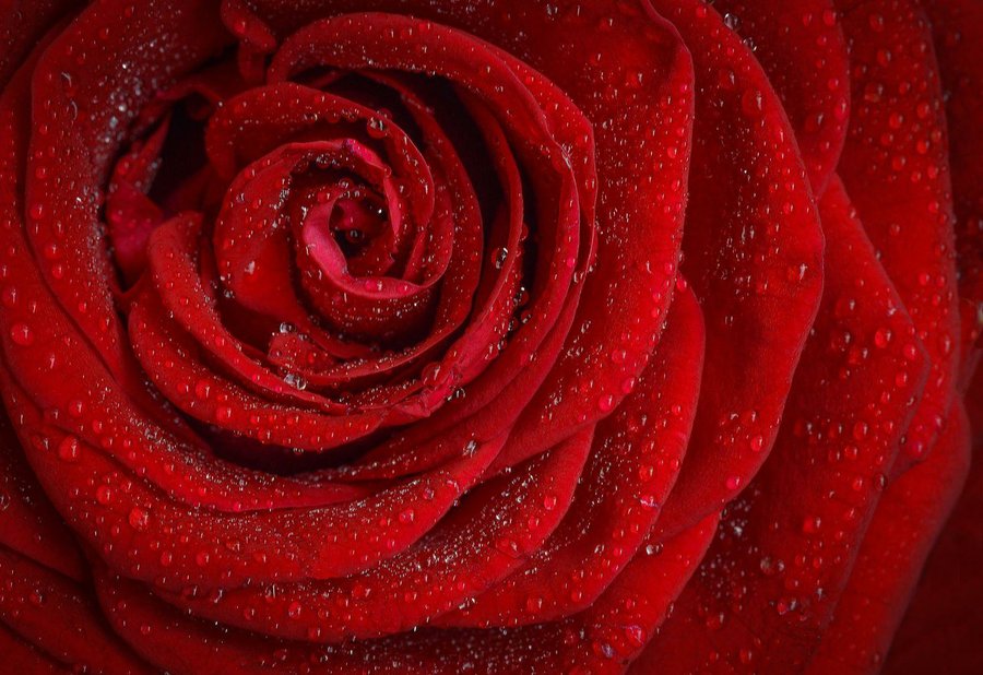 Motivación Cuarto no relacionado Top 4: rosas más bonitas y significado en función de su color | Plantas