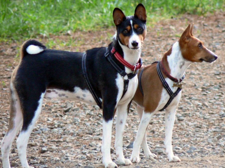 basenji