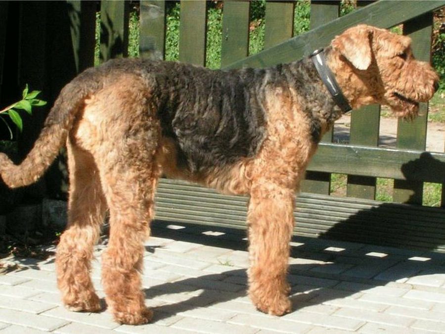 Airedale Terrier
