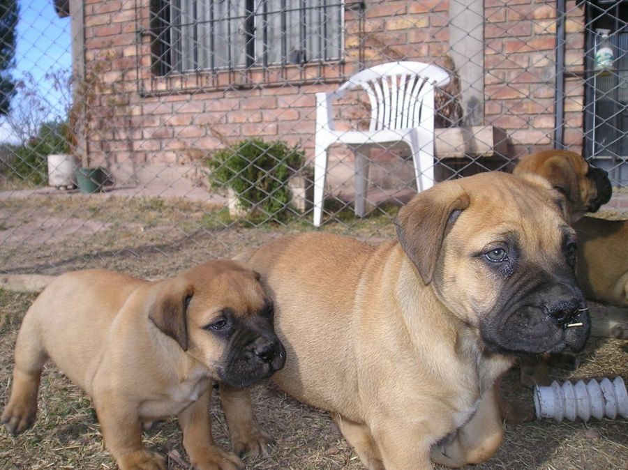 bullmastiff