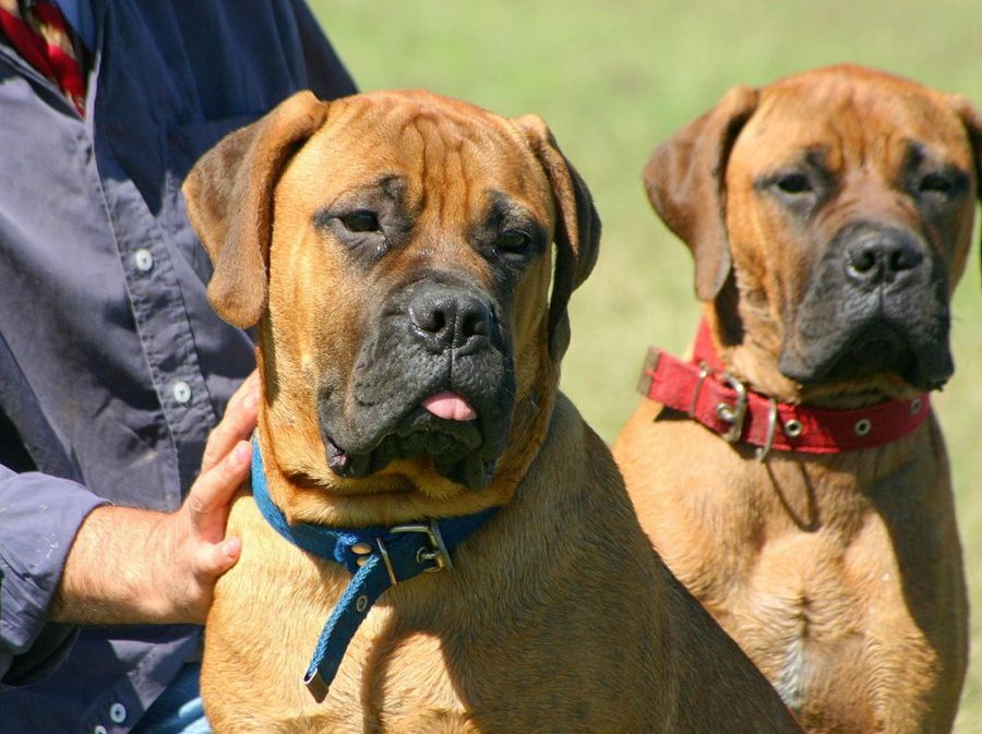 bullmastiff