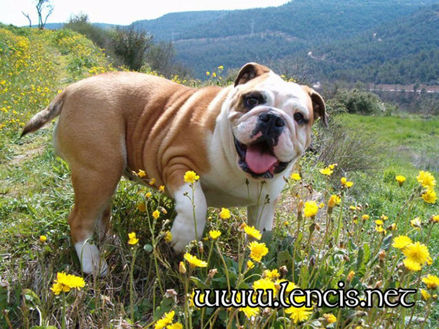 Bulldog