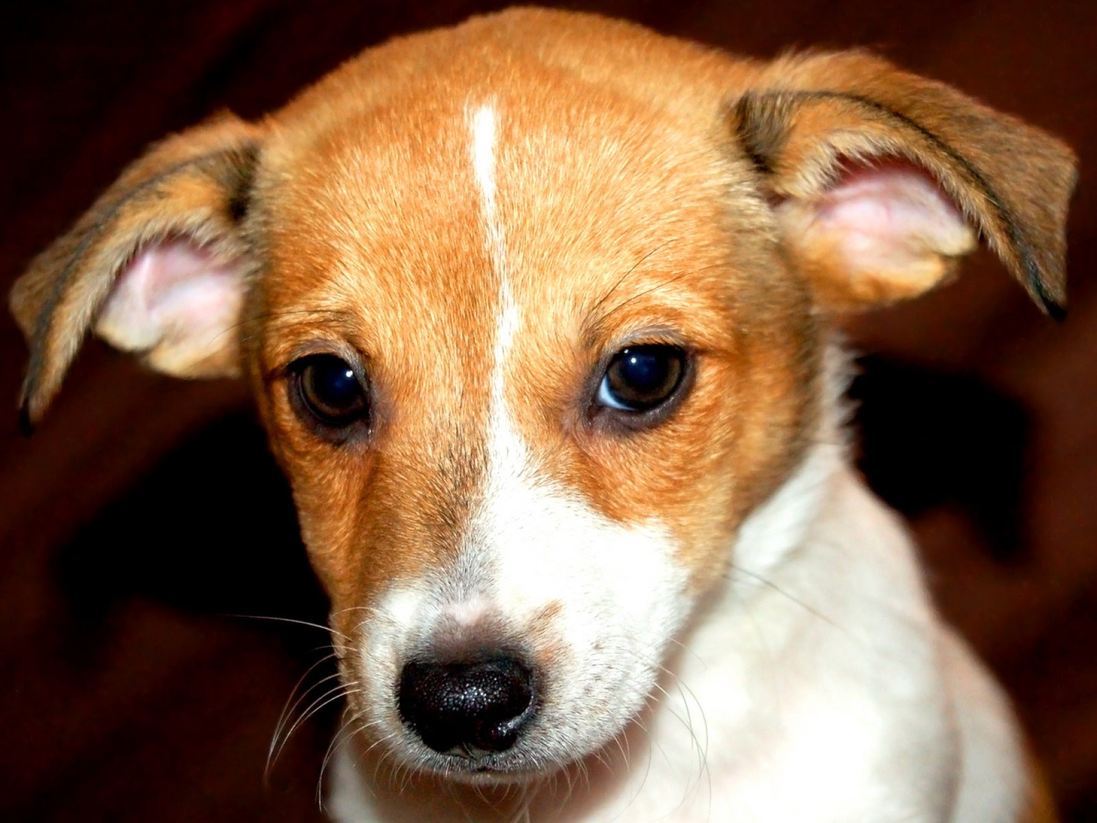 Perro