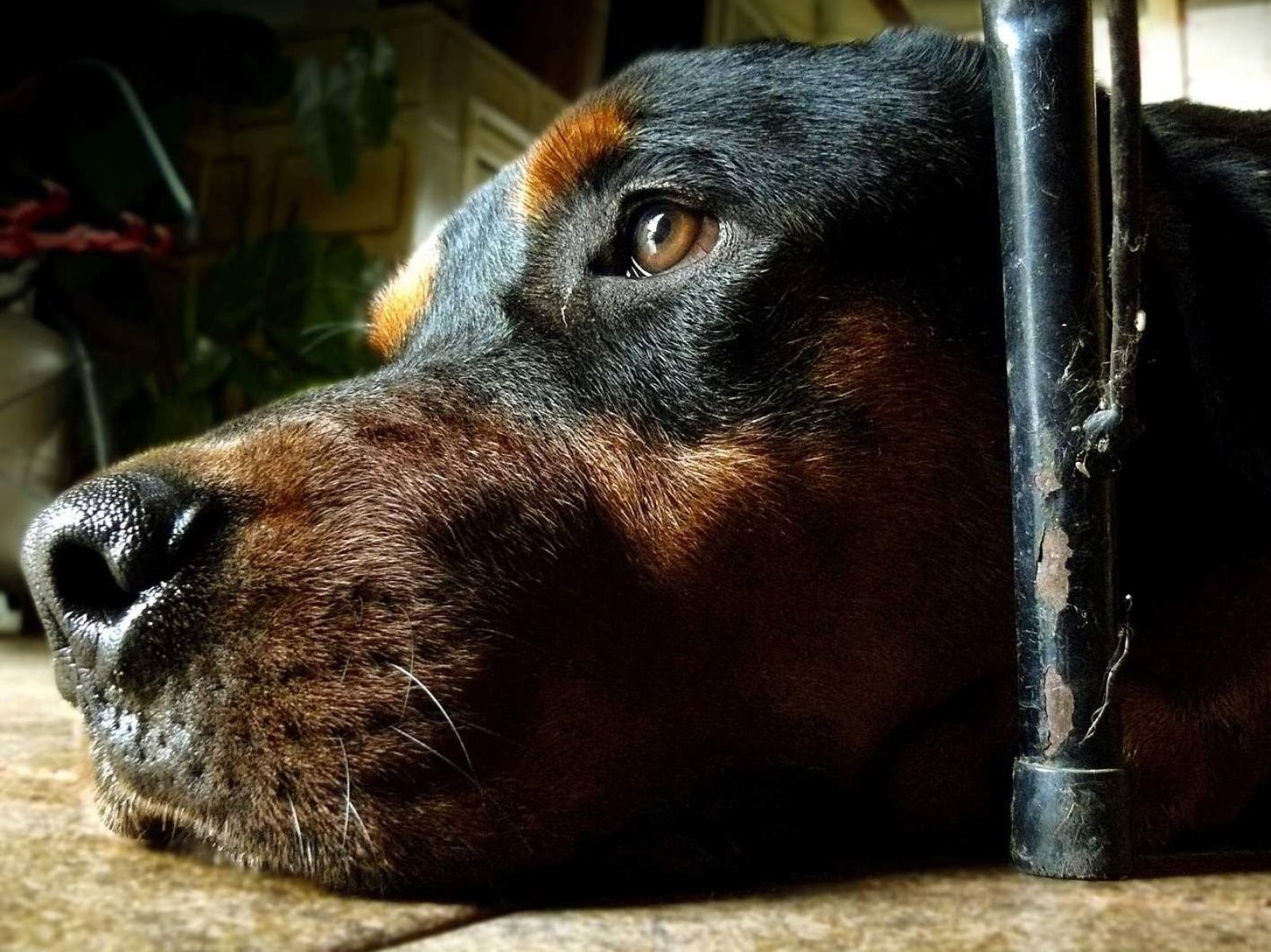 Perro