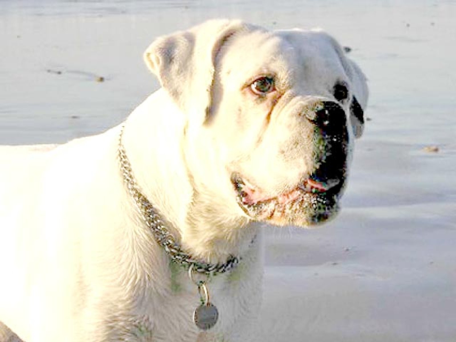 perroblanco