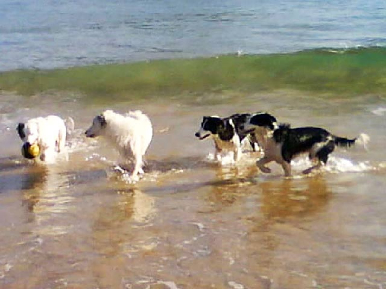 jugar