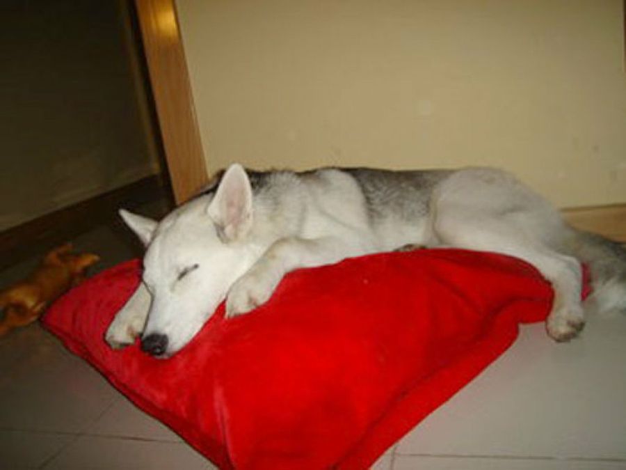 perro durmiendo