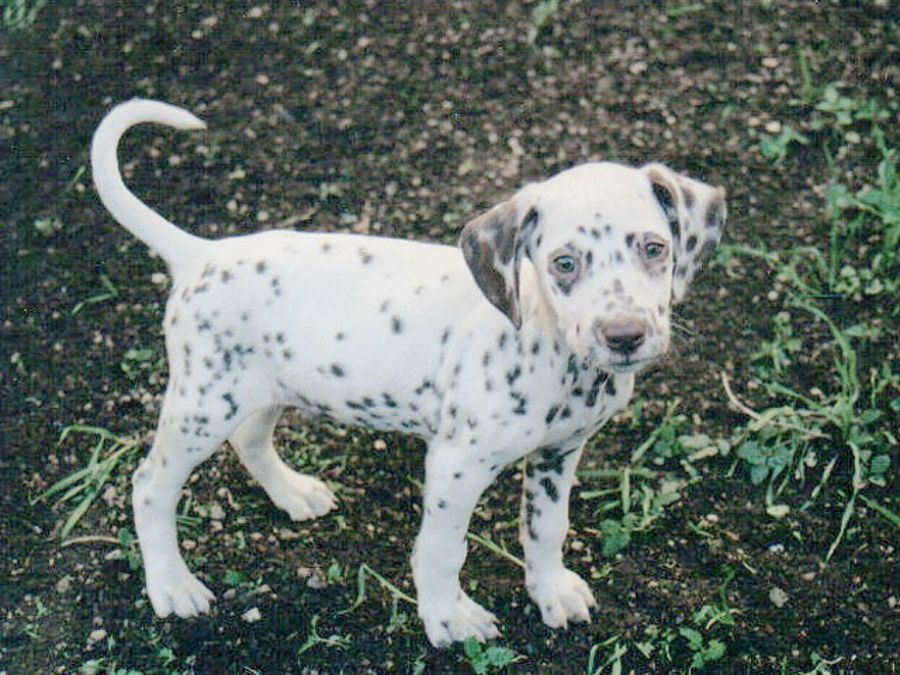 cachorro dálmata