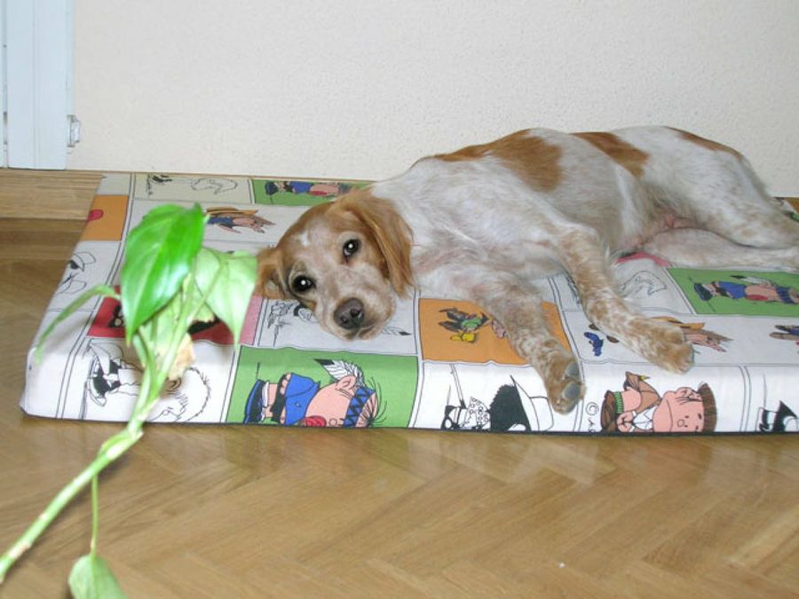 perro en una colchoneta