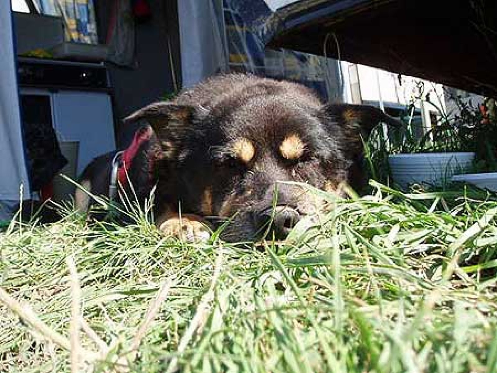 perro negro