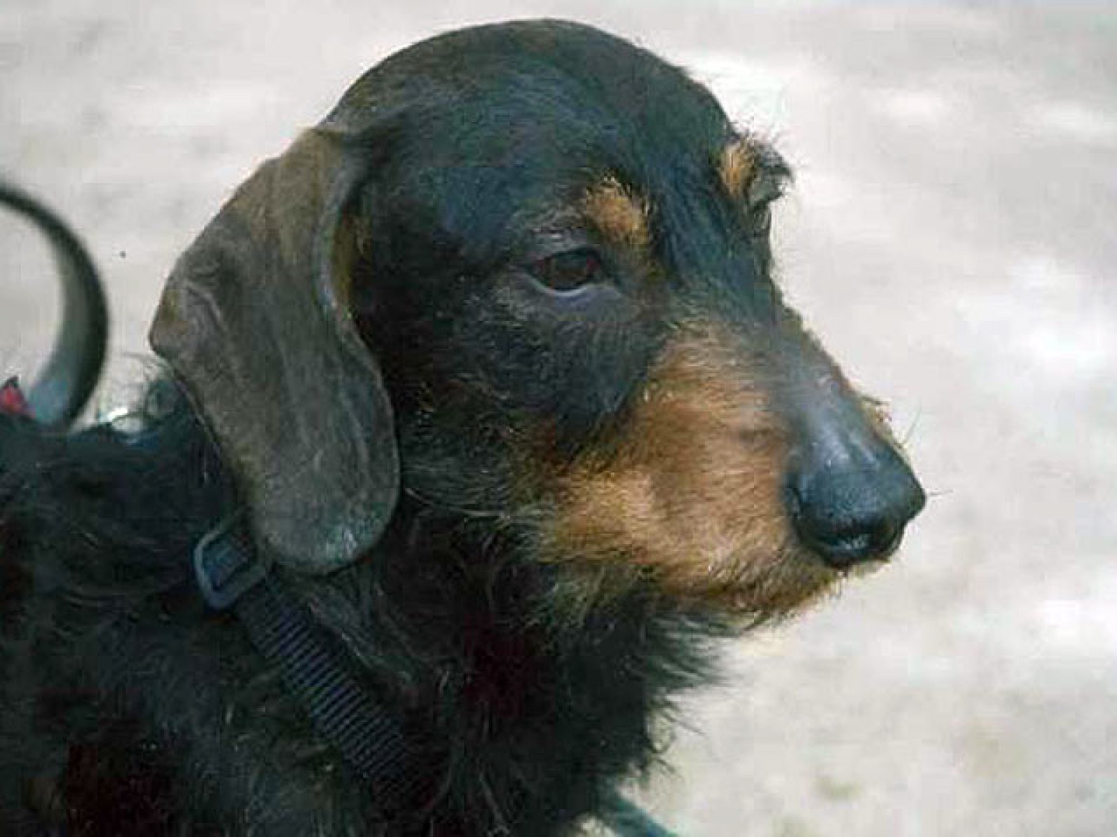 perro pequeño