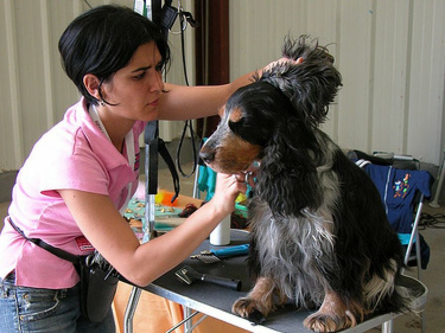 perro en peluquería