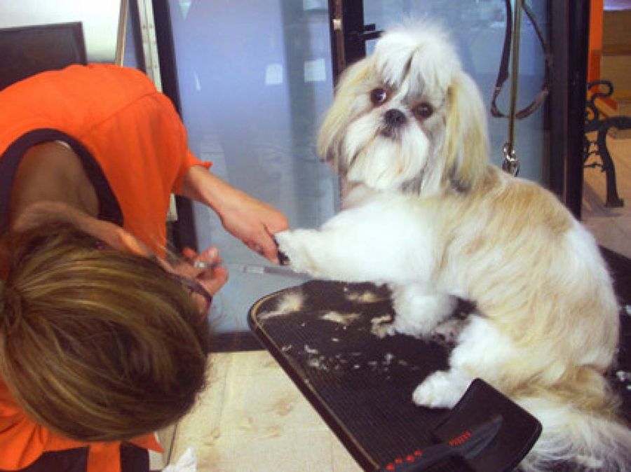 perro en peluquería