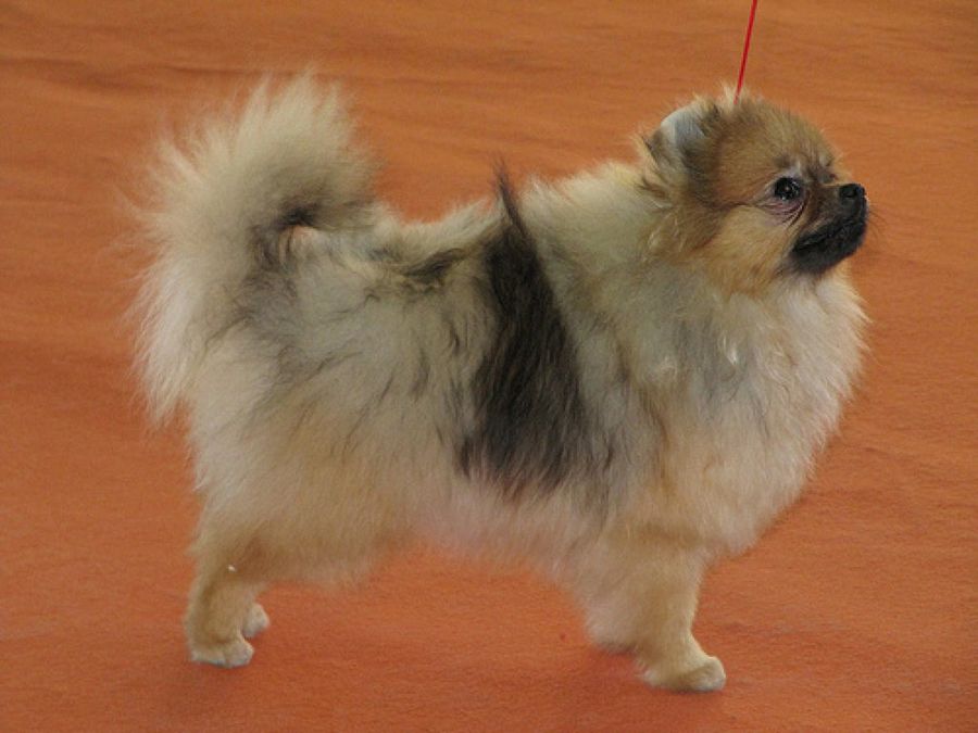 exposiciones caninas