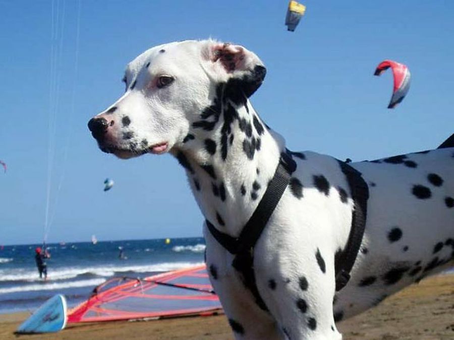 dálmata en la playa