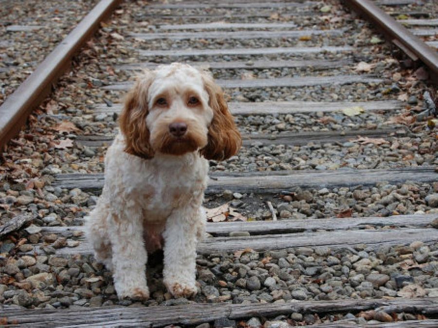 perro via tren