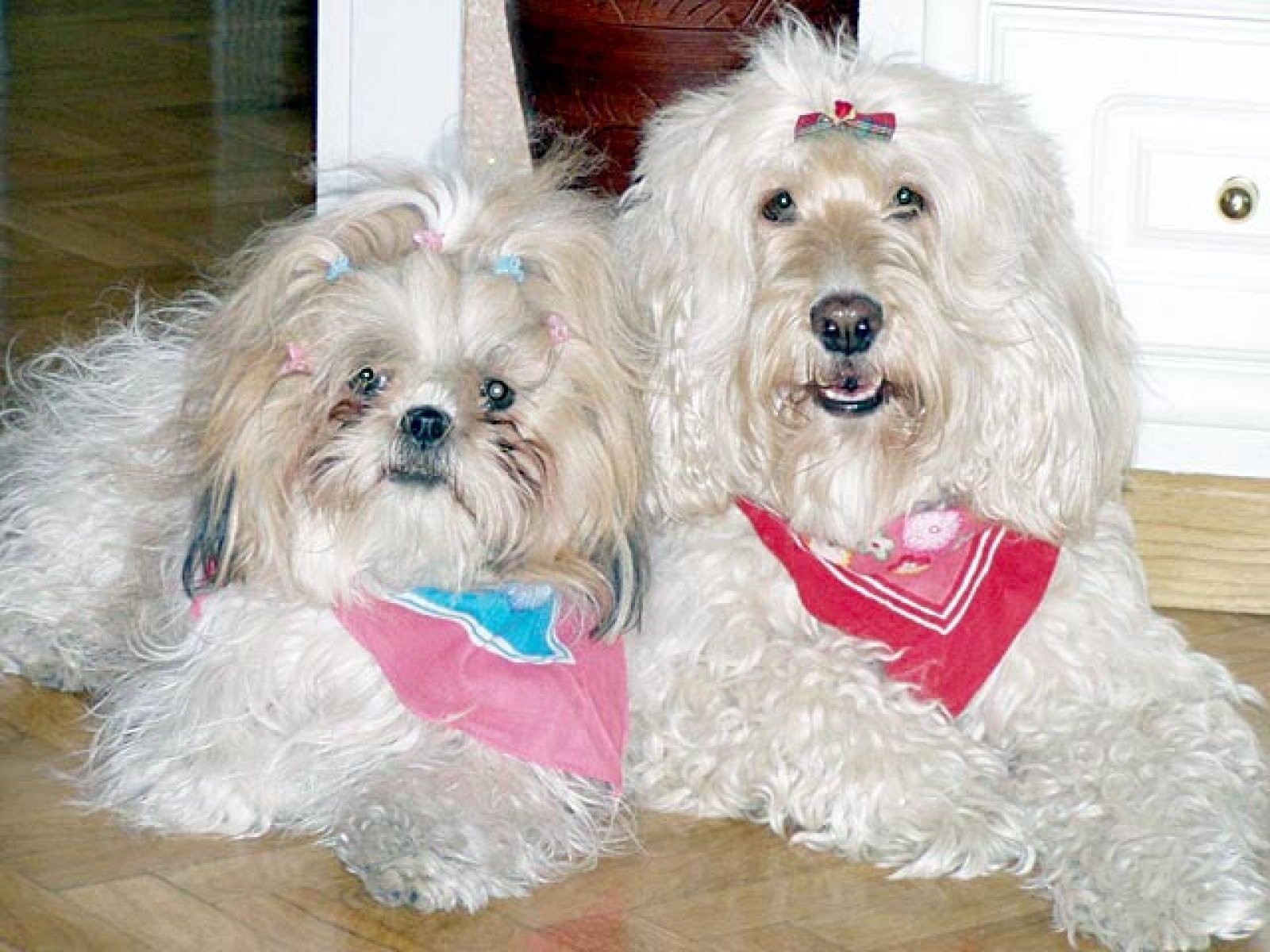 pareja de perros