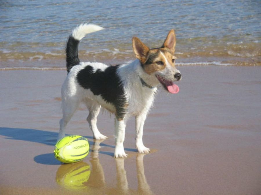 perro en la playa