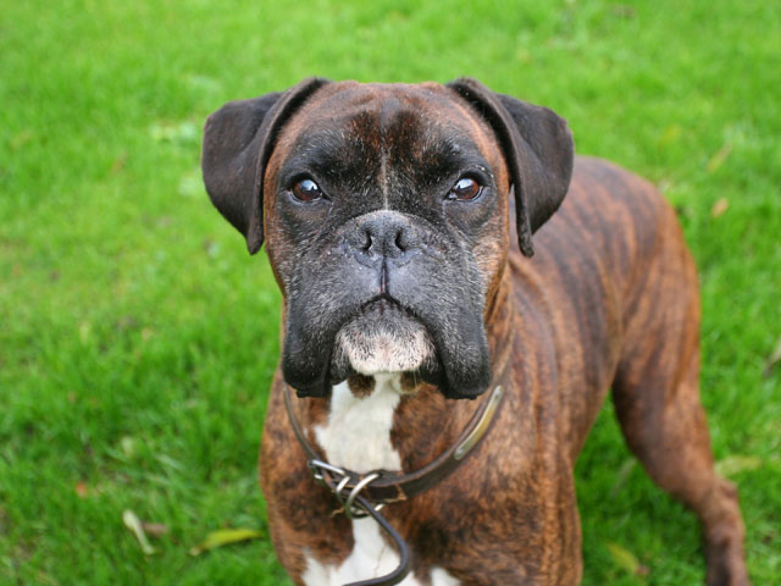 boxer