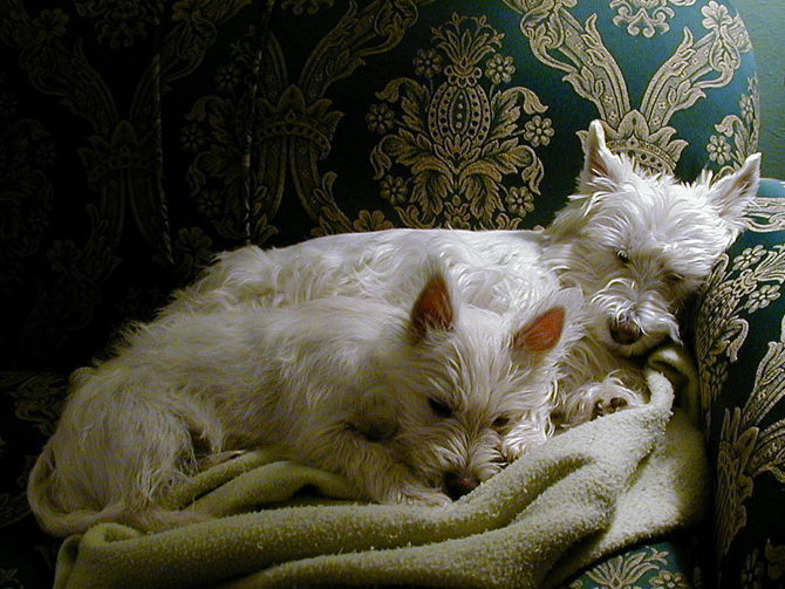 perros durmiendo