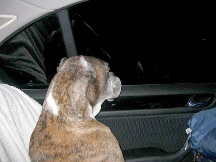 perro mirando por la ventanilla